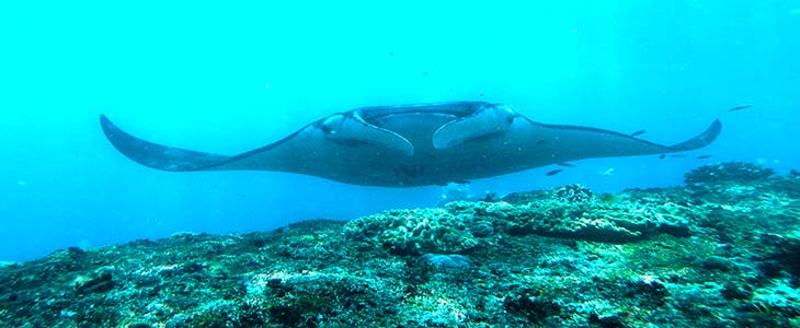 Bali Manta Dive